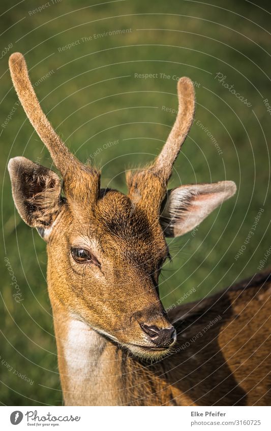 Rotwild Tier Wildtier Hirsche 1 elegant frei Gefühle schön Gelassenheit Abenteuer Freiheit Frieden Natur Farbfoto Außenaufnahme Menschenleer Tag