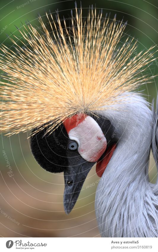 ortrait eines grau balligen Kranichs (Balearica regulorum) Vogel Krähe Tier Krone Natur wild Hühnervögel Schnabel Kopf Feder Porträt schön Kamm Zoo schwarz rot