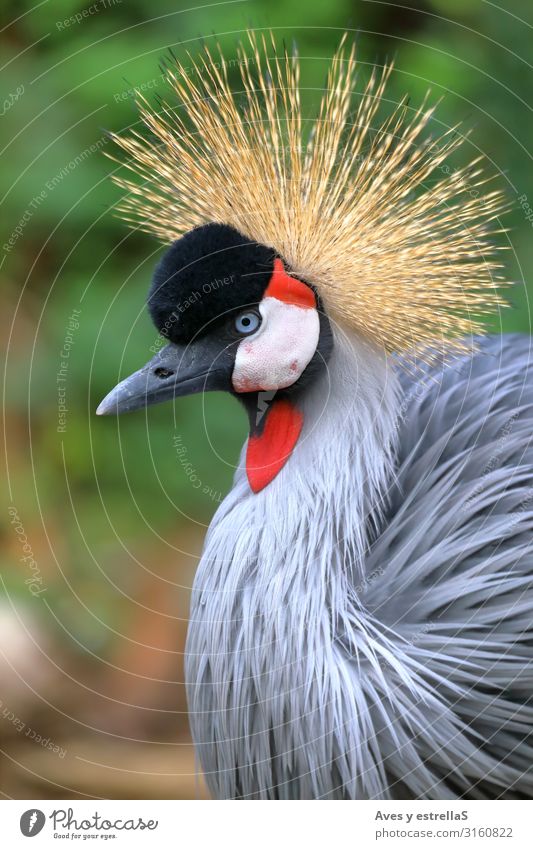 Porträt eines grau balligen Kranichs mit Blick nach links Vogel Krähe Tier Hühnervögel Natur Krone Schnabel Kopf Feder Kamm schön Balearen rot wild schwarz Zoo