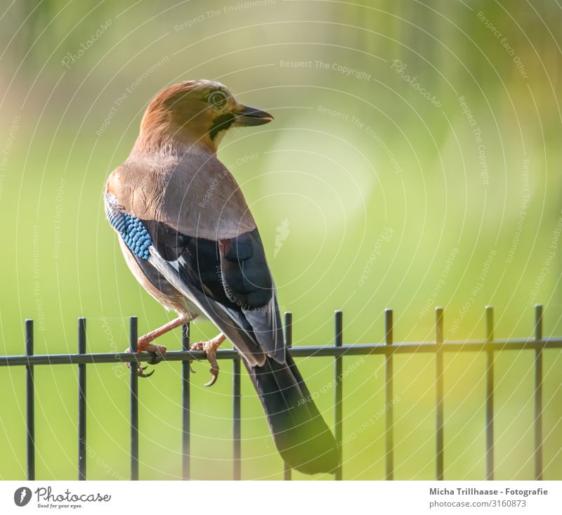 Eichelhäher auf dem Gartenzaun Natur Tier Sonne Sonnenlicht Schönes Wetter Wildtier Vogel Tiergesicht Flügel Krallen Kopf Schnabel Auge Feder gefiedert 1