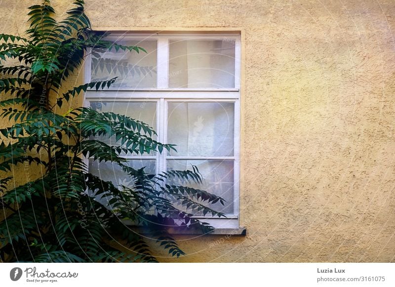 Am Fenster Stadt Haus Mauer Wand gelb grün Farbfoto Gedeckte Farben Außenaufnahme Menschenleer Textfreiraum rechts Hintergrund neutral Tag Licht