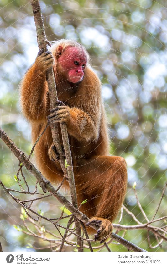 Roter Uakari Ferien & Urlaub & Reisen Tourismus Abenteuer Expedition Natur Schönes Wetter Pflanze Baum Urwald Wildtier Tiergesicht Fell 1 Traurigkeit Überleben