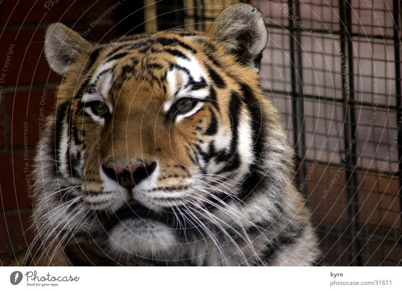 raubkatze Tiger Zoo Raubkatze Krallen Pfote gefangen Käfig Gitter Chemnitz Gebiss Stab alt