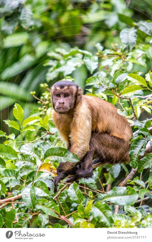 Haubenkapuziner Ferien & Urlaub & Reisen Abenteuer Expedition Natur Pflanze Tier Schönes Wetter Baum Wald Urwald Wildtier Tiergesicht Fell 1 Umweltschutz