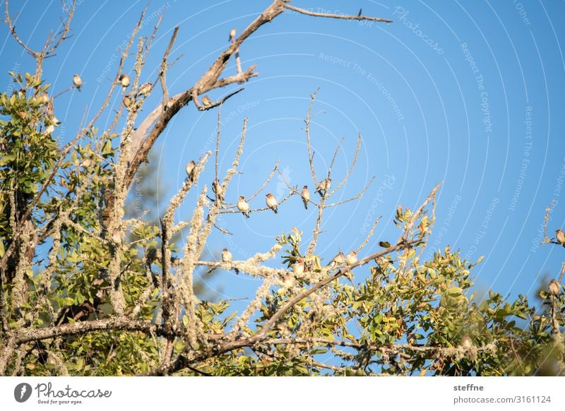 fauna+flora Tier Wildtier Vogel Tiergruppe sitzen Baum Schönes Wetter Oregon USA Farbfoto mehrfarbig Außenaufnahme Textfreiraum rechts Textfreiraum oben