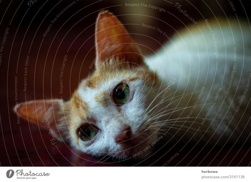 verschlafene Katze Tier Haustier 1 Warmherzigkeit Traurigkeit Farbe Frieden Auge Farbfoto Innenaufnahme Nahaufnahme Licht Reflexion & Spiegelung