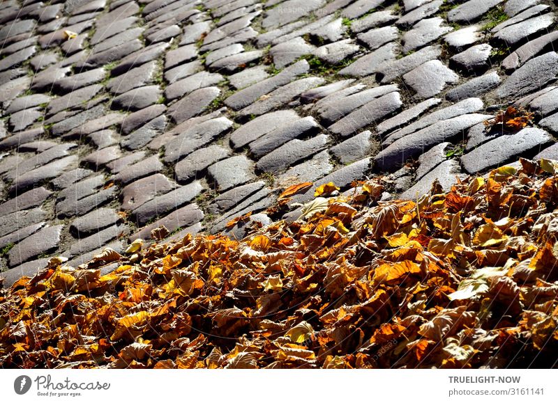 Alte Pflastersteine im Herbst Klima Wetter Schönes Wetter Blatt Altstadt Platz Straße Kopfsteinpflaster Stein alt ästhetisch authentisch einfach Fröhlichkeit