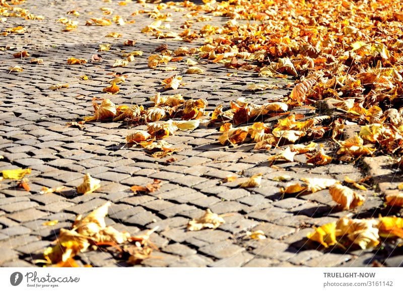 Trockenes Laub auf Pflastersteinen in der Herbstsonne Umwelt Natur Schönes Wetter Herbstlaub Altstadt Marktplatz Straße Straßenbelag braun gelb gold grau orange