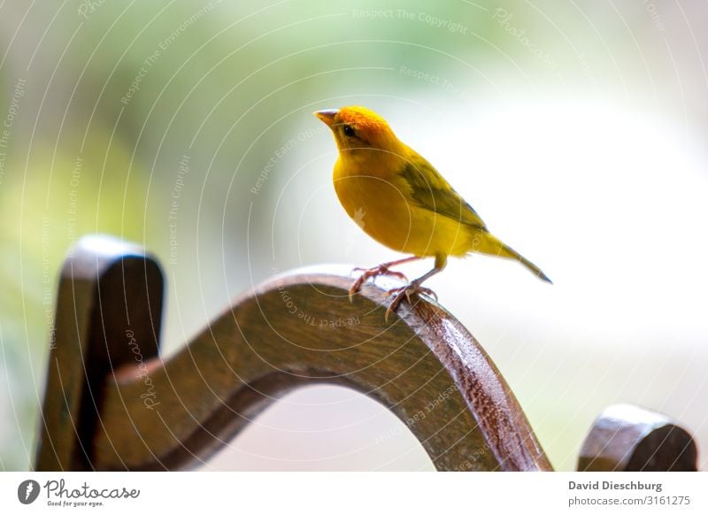 Was ist da links oben? Ferien & Urlaub & Reisen Expedition Natur Frühling Schönes Wetter Urwald Meer Tier Vogel Flügel 1 gelb Brasilien Amazonas Neugier