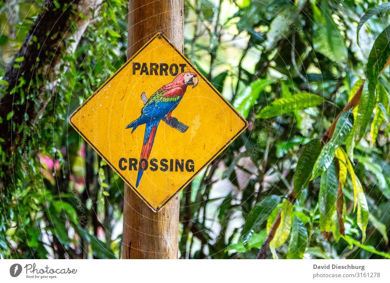 Arazone Ferien & Urlaub & Reisen Abenteuer Expedition Natur Schönes Wetter Pflanze Wald Urwald Wildtier Vogel Zeichen Schriftzeichen Schilder & Markierungen