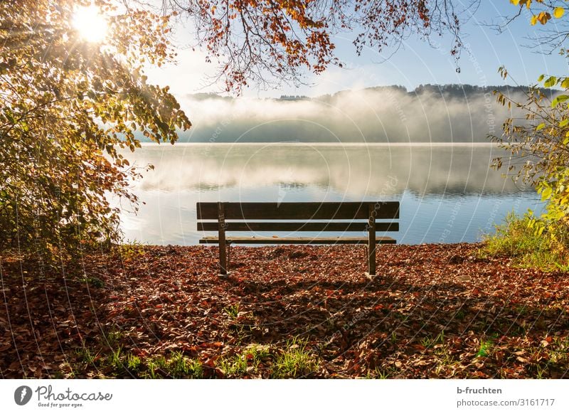 Leere Parkbank am Seeufer, Sonne, Morgennebel harmonisch Erholung ruhig Meditation Ferien & Urlaub & Reisen Freiheit wandern Himmel Sonnenlicht Herbst