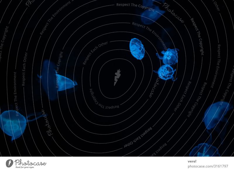 Quallen Ferien & Urlaub & Reisen Sightseeing Sommerurlaub Wasser Museum Aquarium Tiergruppe beobachten Bewegung leuchten Schwimmen & Baden ästhetisch