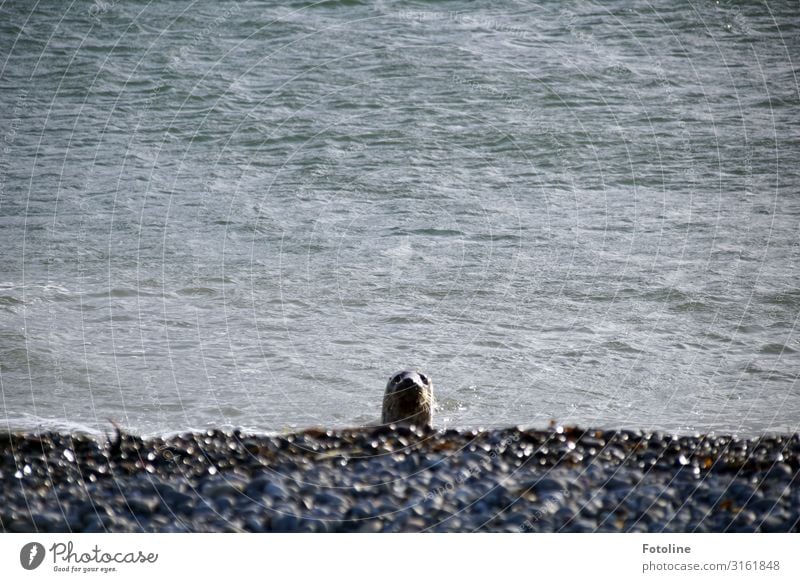 Hallooooo? Umwelt Natur Landschaft Tier Urelemente Erde Wasser Wellen Küste Strand Nordsee Meer Insel Wildtier Tiergesicht 1 frei hell nass natürlich grau