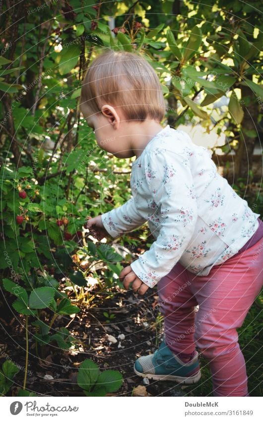 Mädchen pflückt im Garten Himbeeren vom Strauch Mensch feminin Kind Kleinkind Kindheit Körper Rücken Hand Finger 1 1-3 Jahre Sommer Pflanze Sträucher