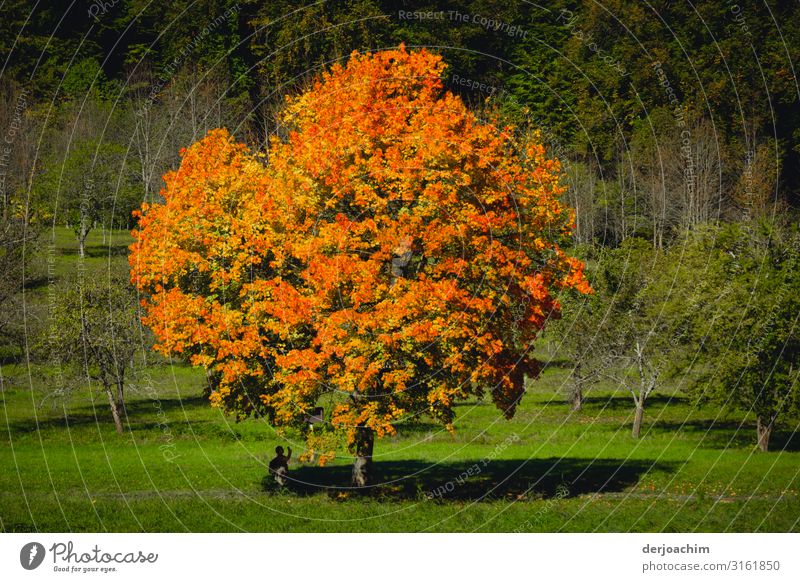 Herbstfarben sind die Farben an einem schönen Baum in mitten einer grünen Wiese. Natur Schönes Wetter Flussufer Bayern Deutschland Menschenleer Holz beobachten