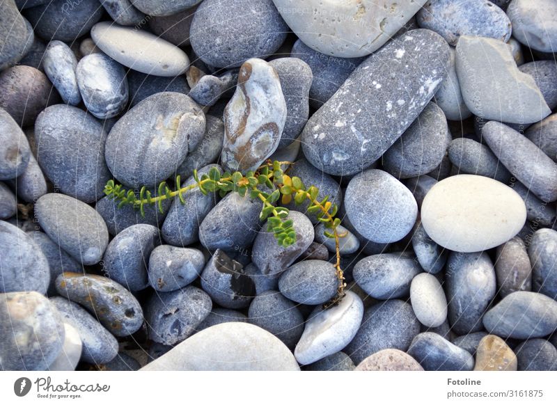 Kleiner Kämpfer Umwelt Natur Pflanze Urelemente Wildpflanze Küste Strand Nordsee Insel natürlich grau grün weiß Stein steinig Steinstrand Strandquecke Farbfoto