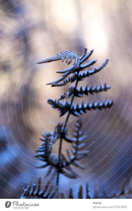 Dem Licht entgegen Natur Herbst Eis Frost Pflanze Farn Grünpflanze ästhetisch dunkel dünn authentisch einzigartig kalt natürlich Gelassenheit Einsamkeit