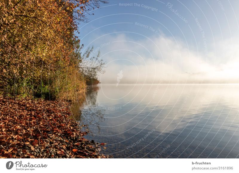 Wallersee/Österreich im Herbst Wohlgefühl ruhig Ferien & Urlaub & Reisen Tourismus Freiheit wandern Umwelt Natur Landschaft Wolken Schönes Wetter Nebel Baum