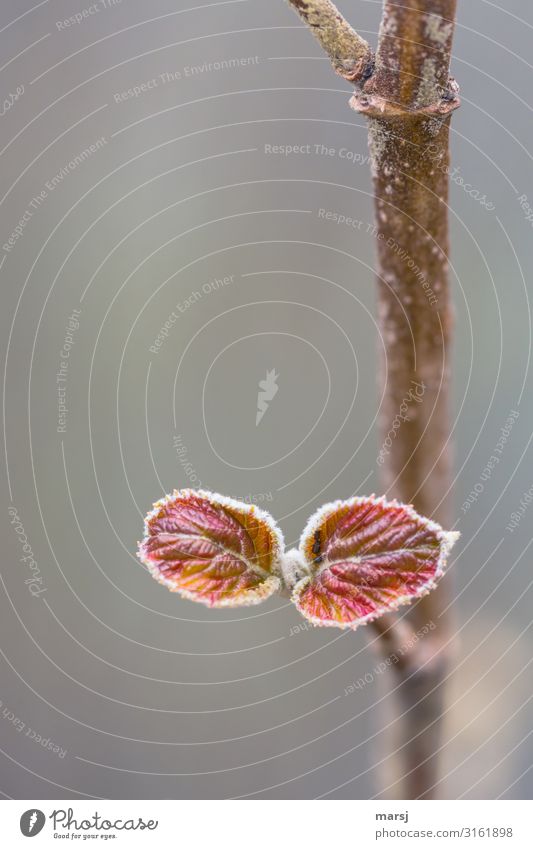 Neues Leben mit Lausbefall elegant Frühling Pflanze Baum Blatt Wildtier Wachstum dünn authentisch Erfolg Zusammensein natürlich Lebensfreude Frühlingsgefühle