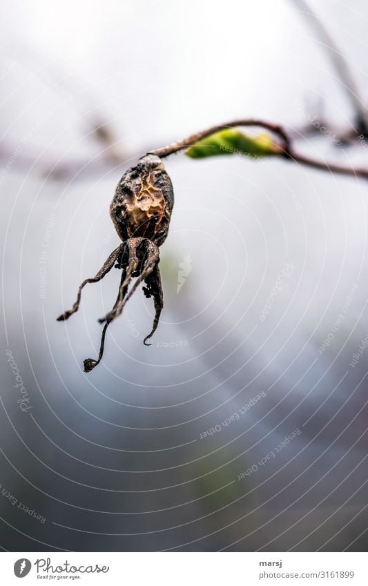 Vorbei und schrumpelig Natur Herbst Pflanze Wildpflanze Hagebutten alt gruselig trocken braun Traurigkeit Trauer Einsamkeit Erschöpfung Ende Tod Trennung