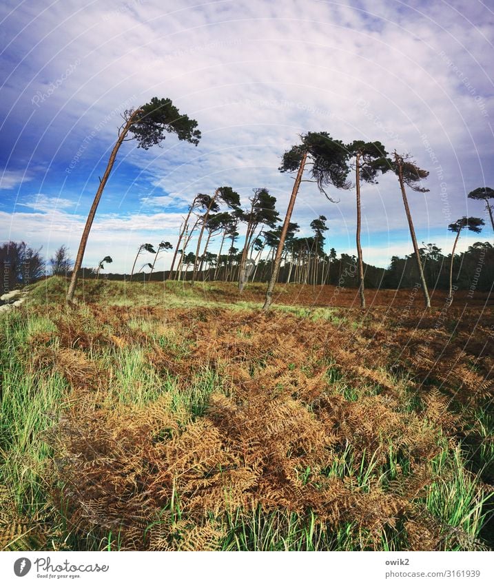 Unverdrossen Umwelt Natur Landschaft Pflanze Himmel Wolken Horizont Herbst Schönes Wetter Wind Sturm Baum Gras Sträucher Wald Ostsee Weststrand schaukeln stehen