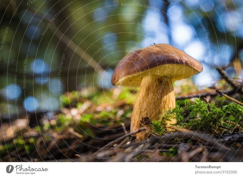 Maronen-Röhrling Lebensmittel Gesunde Ernährung Sammeln Umwelt Natur Herbst Moos Wald blau braun gelb grün Maronenröhrling Pilz Imleria badia essbar Speisepilz