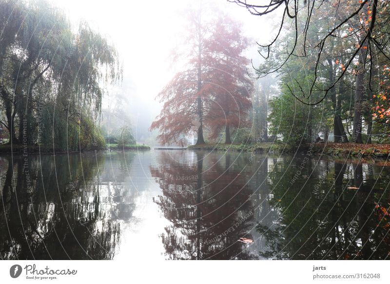 herbstmorgen Landschaft Herbst Nebel Baum Park See außergewöhnlich Flüssigkeit frisch glänzend hell natürlich Gelassenheit ruhig Reinheit Hoffnung Natur Kurpark