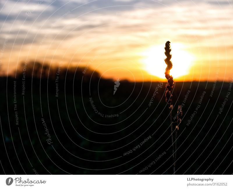 Sundowner Natur Landschaft Pflanze Luft Himmel Wolken Sonnenaufgang Sonnenuntergang Frühling Schönes Wetter Gras Feld atmen beobachten entdecken Erholung