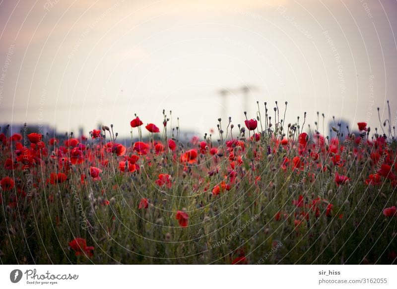 Mohnfeld vor Industrie Klatschmohn rot Mohnblüte Feld Hochspannung Kraftwerk Hochspannungsleitung Kontrast