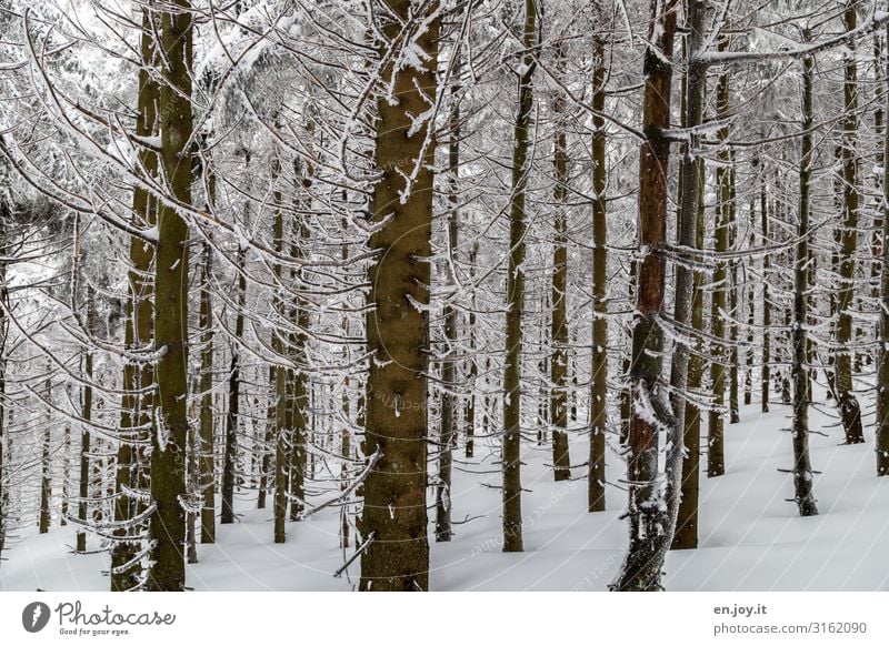 ausharren Natur Landschaft Winter Wald ruhig kalt Klima Umwelt Winterwald Winterstimmung Wintertag Baumstamm Farbfoto Gedeckte Farben Außenaufnahme Menschenleer