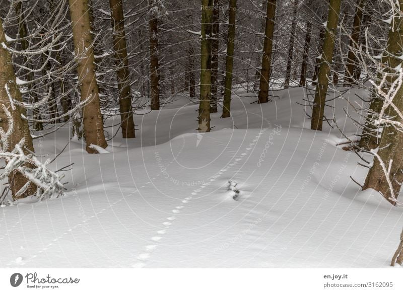 verschwunden, aber nicht spurlos Natur Landschaft Winter Klima Klimawandel Eis Frost Schnee Wald kalt weiß Winterurlaub Winterwald Winterstimmung Wintertag