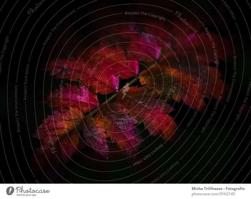 Farben des Herbstes Natur Tier Sonnenlicht Pflanze Sträucher Blatt Blühend glänzend leuchten verblüht nah natürlich gelb orange rot schwarz Vergänglichkeit
