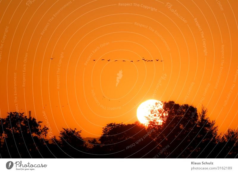 Sonnenaufgang mit Vögel Pferde Nebel Morgens Stimmungen Weide verrotten vogel Gans Kraniche