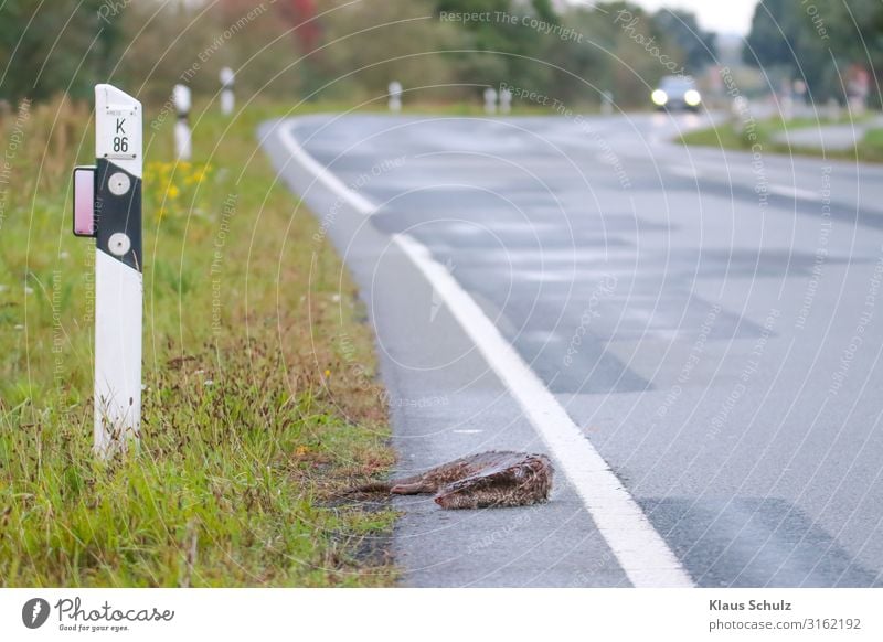 Wildunfall mit Nutria Wildtier Rehe wild Biberratte Straße verkehr rasen tot Überfahren