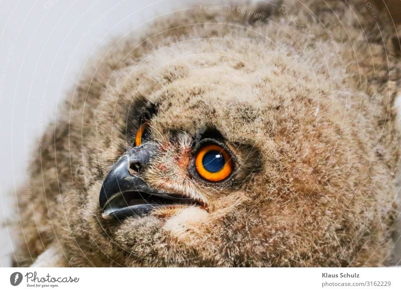 Eulen Küken Vögel Vogelwelt Tiere Natur Landschaft federn