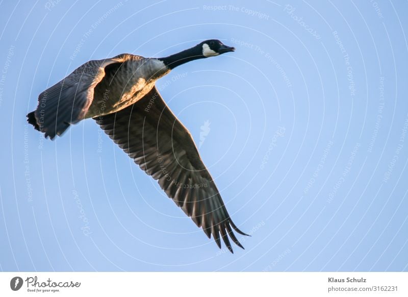 Kanadagans im Flug Gänse Wildgans Graugans Nilgans fliegen Schwimmende Natur Vogelwelt Wildnis Schwingen flügel federn