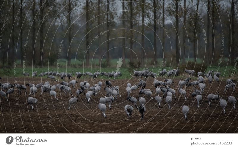 Linum 2019-1 Umwelt Natur Landschaft Tier Feld Wildtier Vogel braun grau Kranich viele Fressen Pause Storchendorf Linum Farbfoto Außenaufnahme Menschenleer Tag