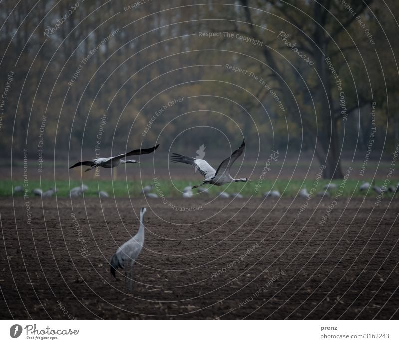 Linum 2019-2 Umwelt Natur Landschaft Tier Feld braun grau Kranich fliegen fliegend schön Storchendorf Linum Farbfoto Außenaufnahme Menschenleer Tag