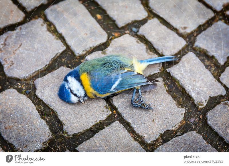 Tote Meise auf der Straße Umwelt Natur Klimawandel Stadt Straßenverkehr Verkehrsunfall Wege & Pfade Bürgersteig Tier Wildtier Totes Tier Vogel Meisen