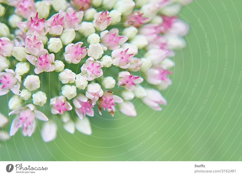 Fette Henne Fetthenne Sedum Mauerpfeffer Blütenknospen Jungpflanze Staude Gartenpflanze Sommergefühl August Blütezeit dekorativ blühen erblühen Bienenweide