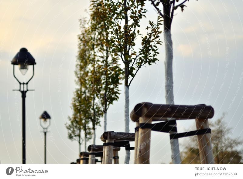 Wegführung Umwelt Natur Landschaft Himmel Wolken Herbst Winter Schönes Wetter Baum Blatt Pappeln alt ästhetisch elegant historisch hoch natürlich neu positiv