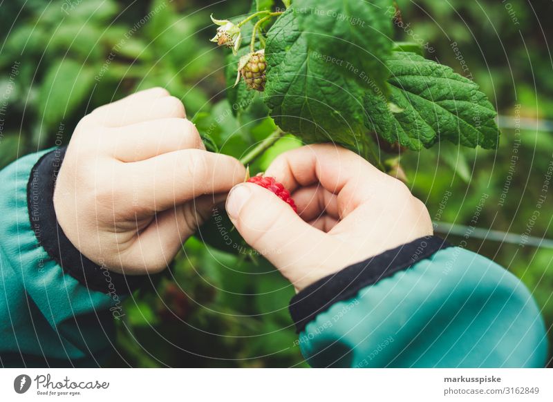 Junge pflückt frische bio Himbeeren Lebensmittel Frucht Himbeerbusch Himbeerblätter Ernährung Essen Bioprodukte Vegetarische Ernährung Diät Fasten Fingerfood