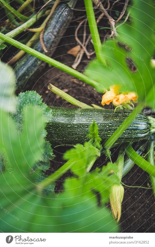 Frische bio Zucchini Lebensmittel Gemüse Zucchiniblüte Ernährung Essen Bioprodukte Vegetarische Ernährung Diät Fasten Slowfood Freude Glück Gesundheit