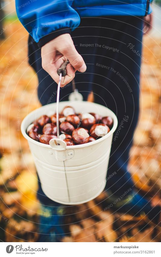 Junge sammelt Kastanien Freude Glück Freizeit & Hobby Spielen Abenteuer Garten Mensch Bruder Familie & Verwandtschaft Kindheit Körper 1 8-13 Jahre Natur Herbst