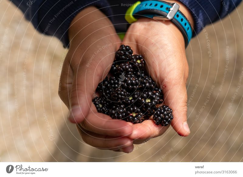 Brombeeren in Kinderhände Frucht Ernährung Bioprodukte Vegetarische Ernährung Fingerfood gesundes Obst gepflückt Freude Ausflug Kindererziehung Hand 1 Mensch