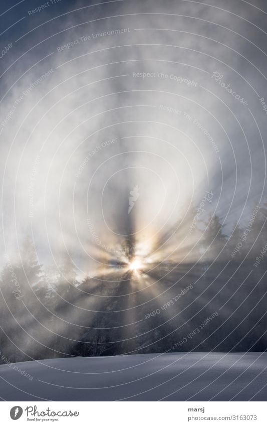 Überraschung! harmonisch ruhig Meditation Winter Schnee Winterurlaub Natur Sonnenlicht Nebel Schneefall leuchten außergewöhnlich authentisch elegant kalt