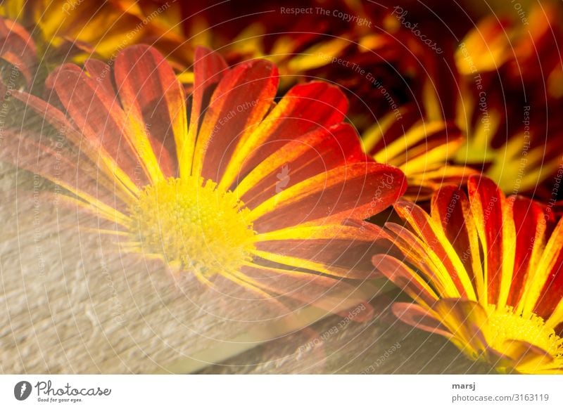 Blühende Chrysantemen Blumen blühen Blütenpflanze Sommer frühling Frühlingserwachen leuchten rot gelb orange gestreift sonderbar verlaufend Farbfoto Vorfreude