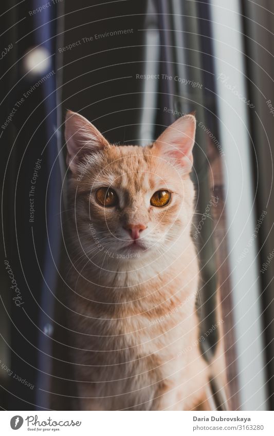 Rote Katze sitzt in einem Zimmer auf der Fensterbank heimwärts Raum katzenhaft fluffig Säugetier niedlich Tier Haustier weiß Katzenbaby rot heimisch Fell orange