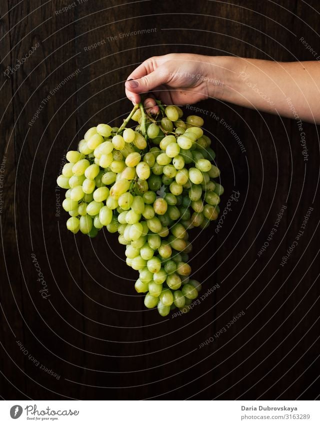 Eine große Traube grüner Trauben in der Hand einer Frau süß frisch saftig Gesundheit Dessert Lebensmittel Natur Ernte Diät reif Vegetarier Weinberg Ackerbau