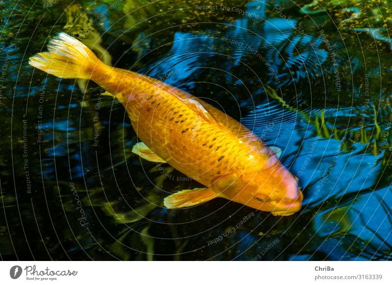 Koikarpfen Freizeit & Hobby Angeln Aquaristik Fischzucht Aquarium Tier Haustier Tiergesicht 1 Schwimmen & Baden Coolness exotisch nass natürlich reich schön